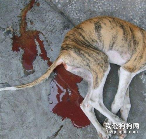 犬细小病毒最佳治疗方法