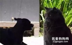 <b>猫狗大战系列，看看战败的狗狗们是怎样的？</b>