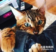 猫咪为什么会皮屑增多?