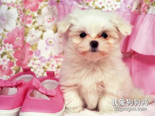 狗狗有皮屑怎么办