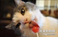 猫咪身上有皮屑是什么原因怎么办?