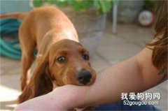 怎样才能知道你是否会患上狂犬病?