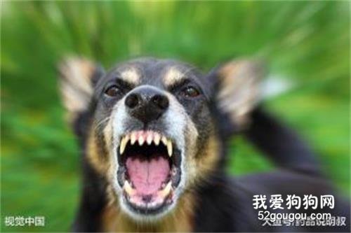 狂犬病防治