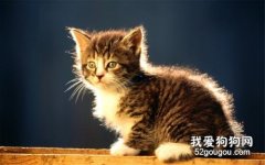 猫狂犬病数量上升的原因是什么