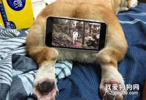 除了能观赏外，柯基的屁屁竟然还有一个意想不到的用途...