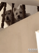 <b>每次一出门，家里的两个狗子就这副表情...再也不敢外出了！</b>