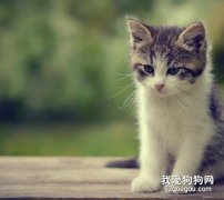 猫咪肝炎的治疗注意事项