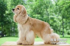 犬冠状病毒的症状