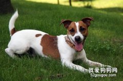 什么叫犬冠状病毒