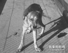 伪狂犬病的症状