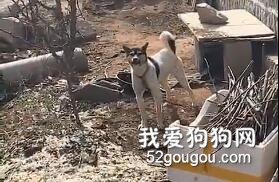 <b>网友问路边的狗：我今年旺不旺？狗：我不能撒谎</b>