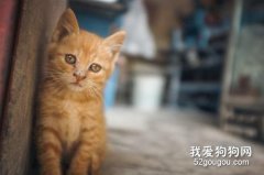 猫皮肤真菌病的症状和治疗方法