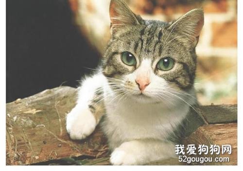 猫咪真菌感染怎么治