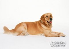 犬大肠杆菌病的主要症状是什么？