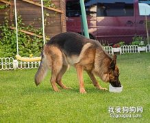 犬结核病的症状及诊断