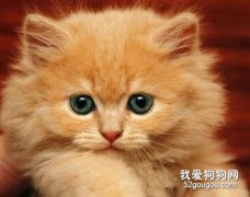 治疗猫咪副伤寒