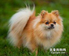 犬副伤寒病的防治措施