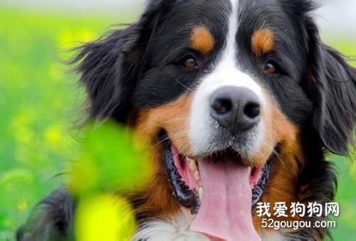 犬布鲁氏菌病的临床特征和防治