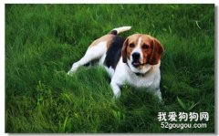 犬布鲁氏菌病的临床症状