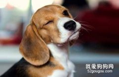 犬布鲁氏菌病的传播途径