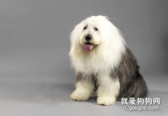 犬布鲁氏菌病是什么？ 如何预防犬布鲁氏菌？