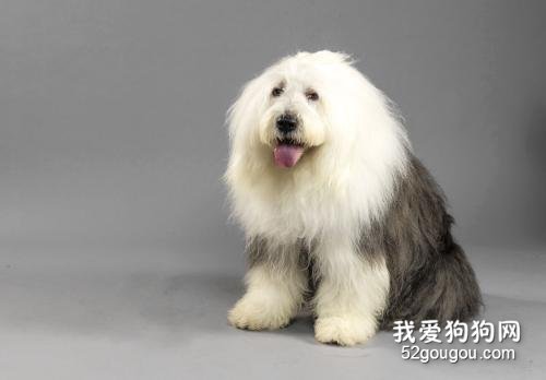 犬布鲁氏菌病是什么 如何预防犬布鲁氏菌