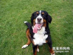 犬钩端螺旋体病是什么病？