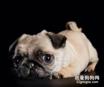 犬类钩端螺旋体病有哪些临床症状表现？