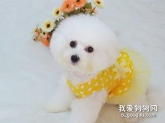 狗狗得了糖尿病怎么办？犬糖尿病症状是什么？