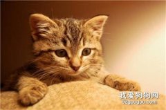 关于猫咪糖尿病的原因及治疗办法