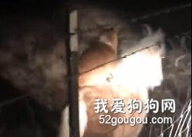 柯基总是趁天黑来骑这个小动物，谁都不知道它怎么做到的！