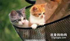 猫咪肠胃炎简介