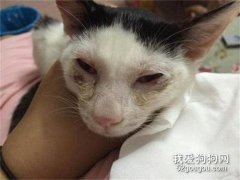 猫钱癣有哪些特征