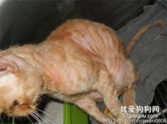 猫咪是怎么会得猫癣的？