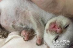 猫藓初期是什么样子