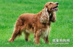 犬外耳炎如何预防治疗？