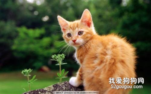 猫咪感染蛔虫的常识