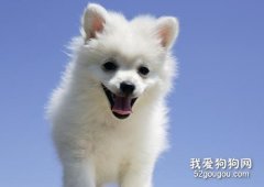 犬疱疹病毒的诊断及防治