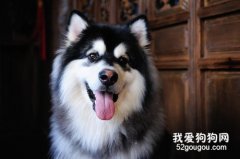 阿拉斯加犬有跳蚤怎么办