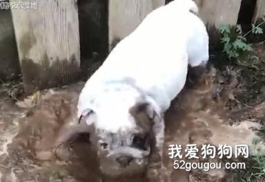 狗子调皮玩泥巴，主人叫它洗澡，结果屏幕都被吓花了！