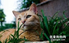 猫咪感染弓形虫的初期症状是什么?