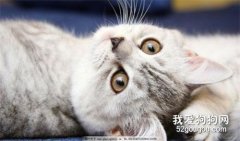 猫咪弓形虫的治疗方法