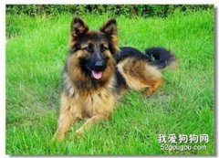 犬弓形虫是怎么回事（犬弓形虫对孕妇的影响）