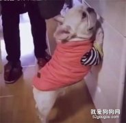 <b>狗狗犯错被主人罚站打屁股，紧张的小表情笑死人了！</b>