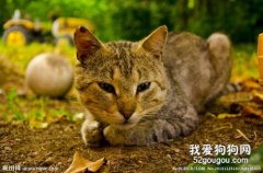 猫咪钩虫病和猫疥螨病的预防治疗