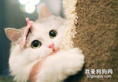 猫咪胃肠炎的临床症状