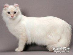 怎么治疗猫幽门阻塞?