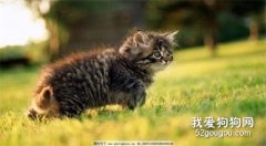 猫幽门阻塞有什么症状?