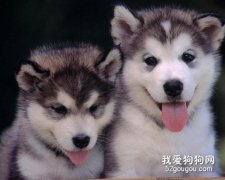 犬的胃扭转的治疗方法