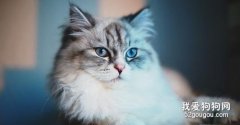 如何判断猫咪喉部是否有异物？